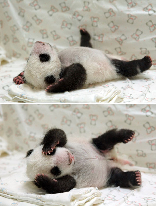 Baby panda sleeping
