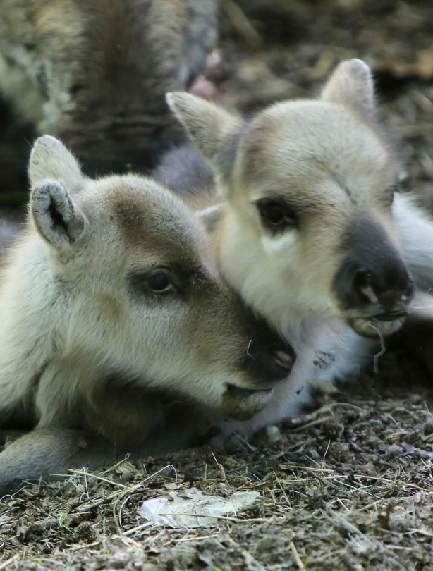Baby reindeers 2