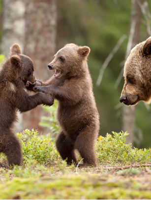 Cute bears