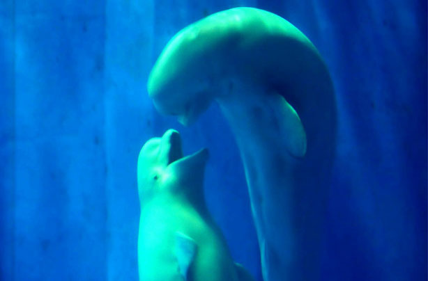 Beluga whales kiss
