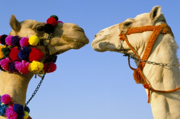 Camels