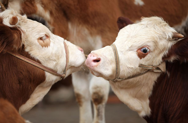 Cows smooching