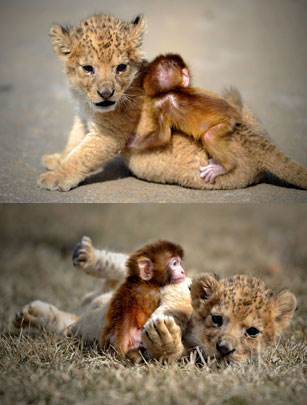 Cute monkey and lion 2