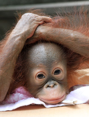 Adorable monkey