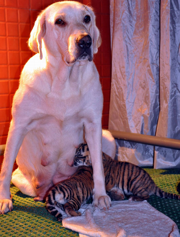Dog and tiger pups