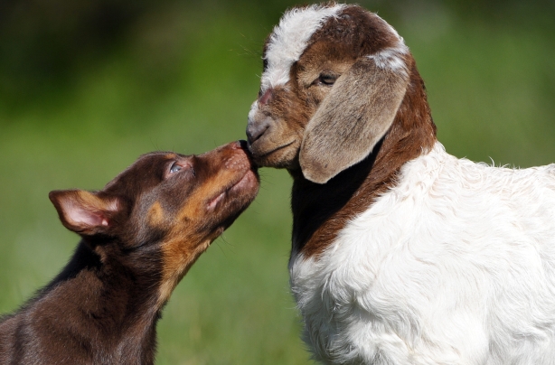 Puppy and goat