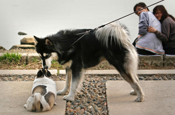 Dogs kissing