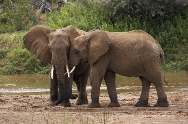 Elephants