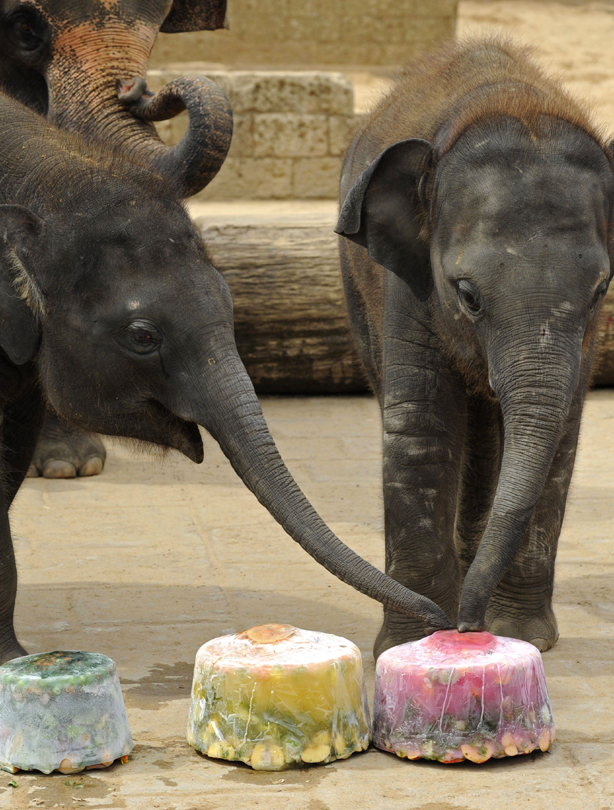Cute elephants