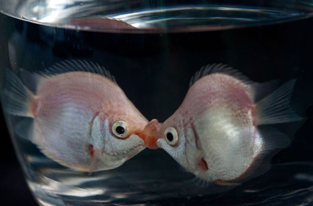 Fish kissing