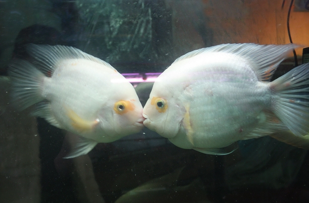 Parrot fish