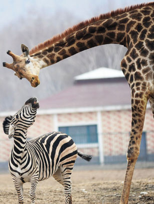 Giraffe and zebra friends 2