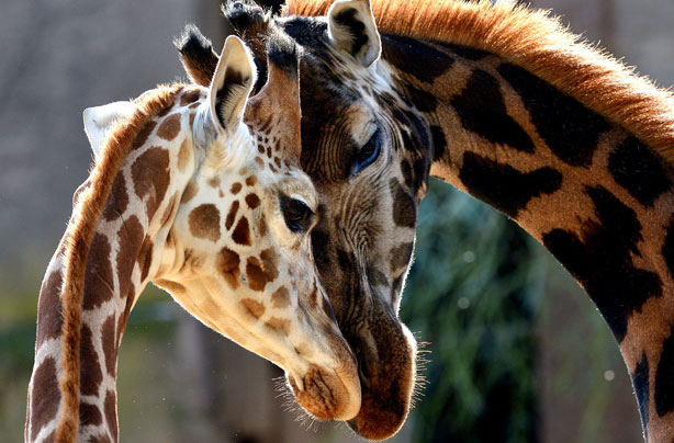 Giraffes in love