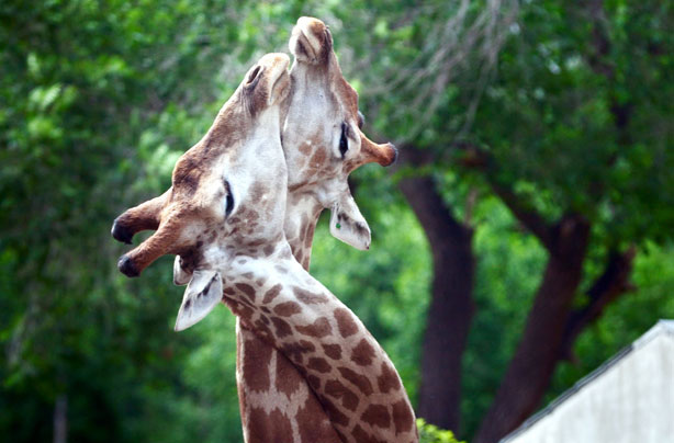 Giraffes kissing