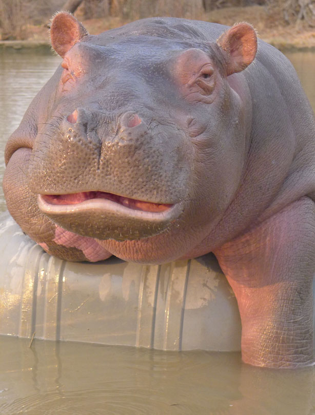 Hippo