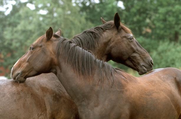 Horses