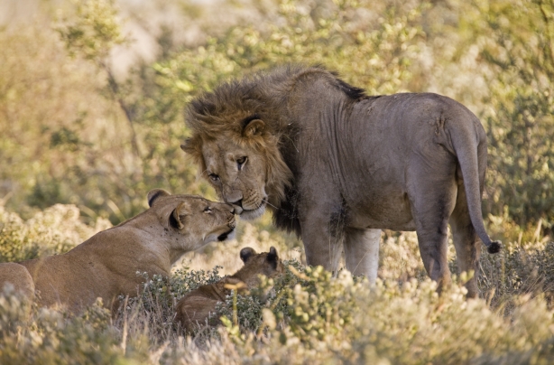 Lions
