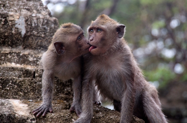 Monkeys
