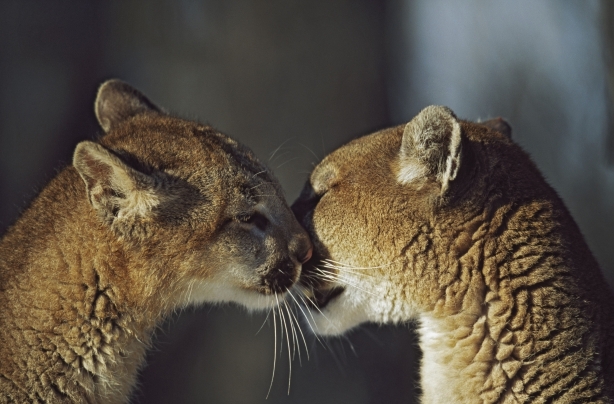 Mountain lions