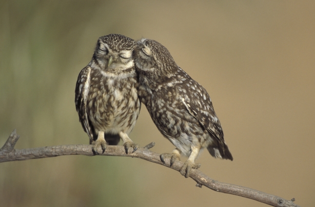Owls