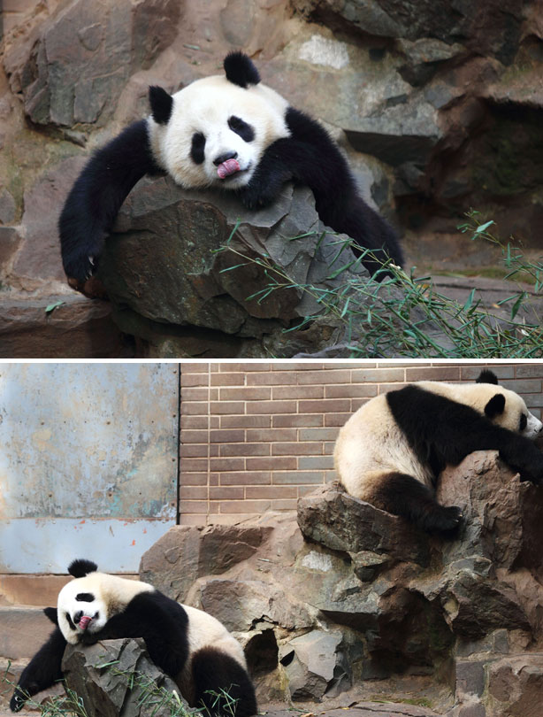 Sleepy panda picture