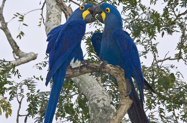 Hyacinth macaws