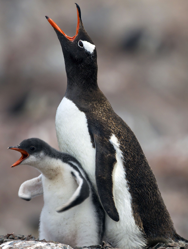 Penguins