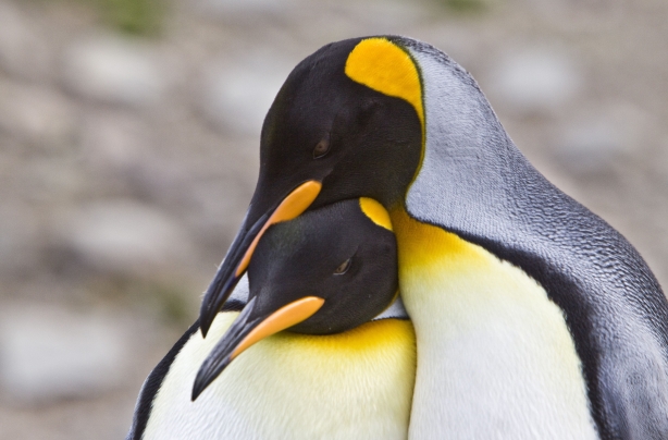 Penguins