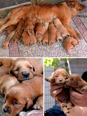 Cute puppies 2