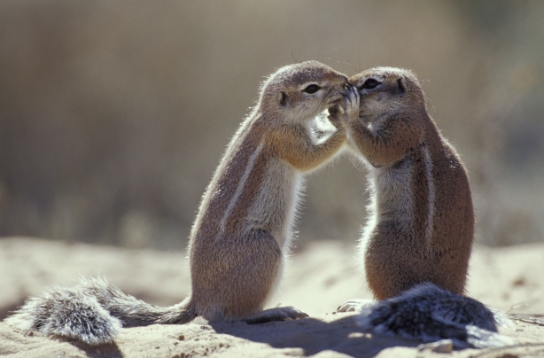 Ground squirrels