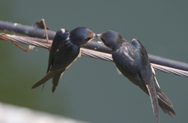 Swallows