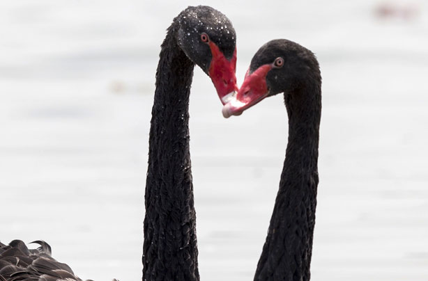 Swans smooch