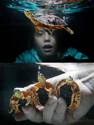 Cute turtles