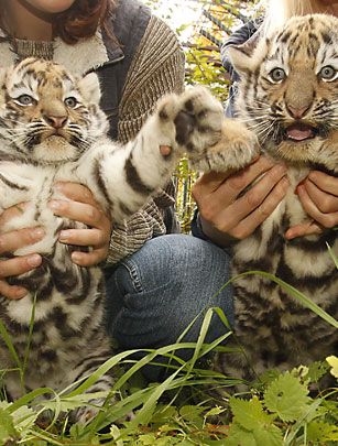 Tiger cubs in Germany
