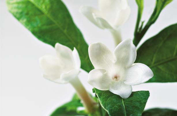 Jasmine plant