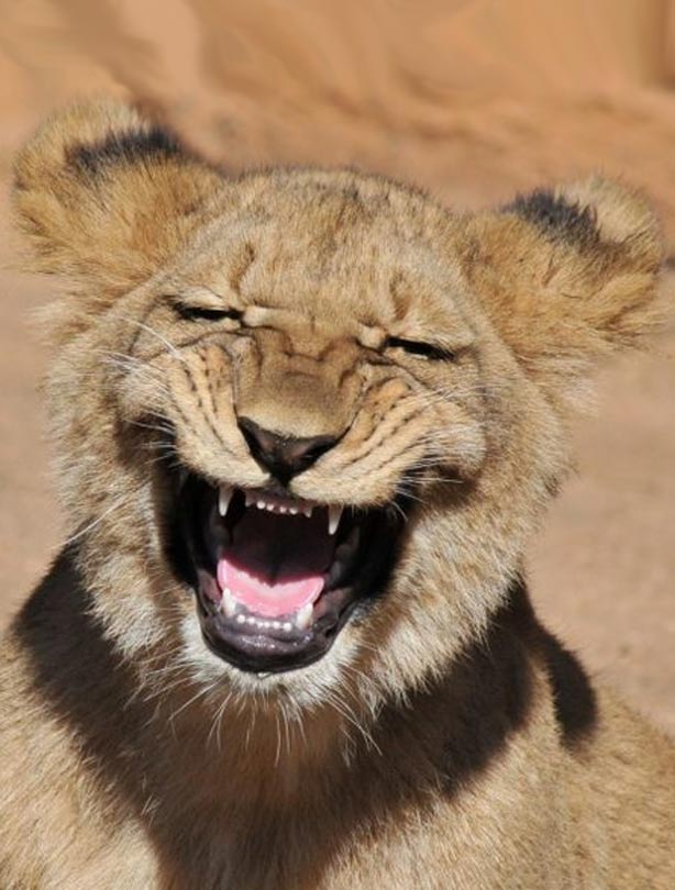 Lion