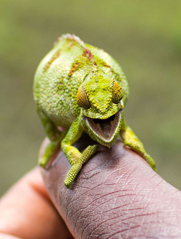 Chameleon, smiling animals