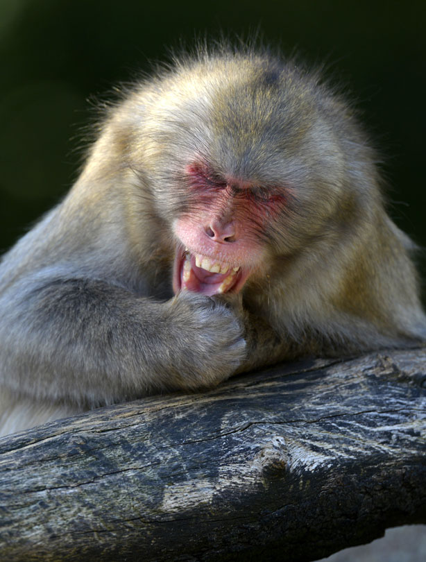 smiling animals