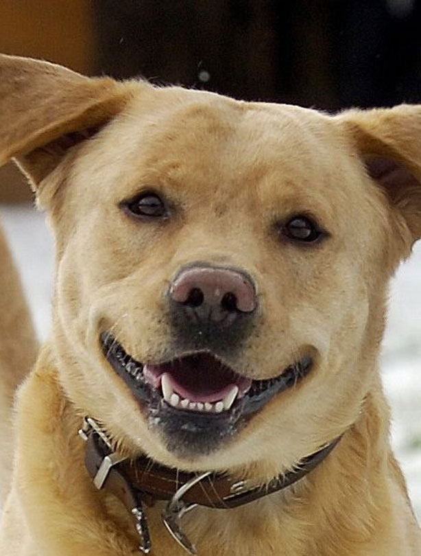 smiling animals