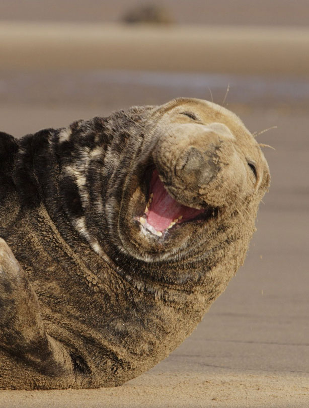 smiling animals