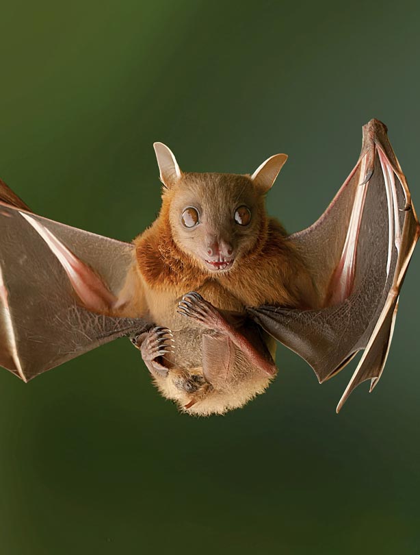 Bat