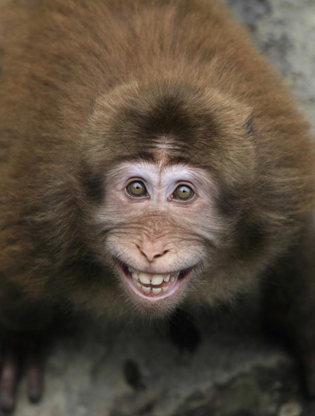 Monkey