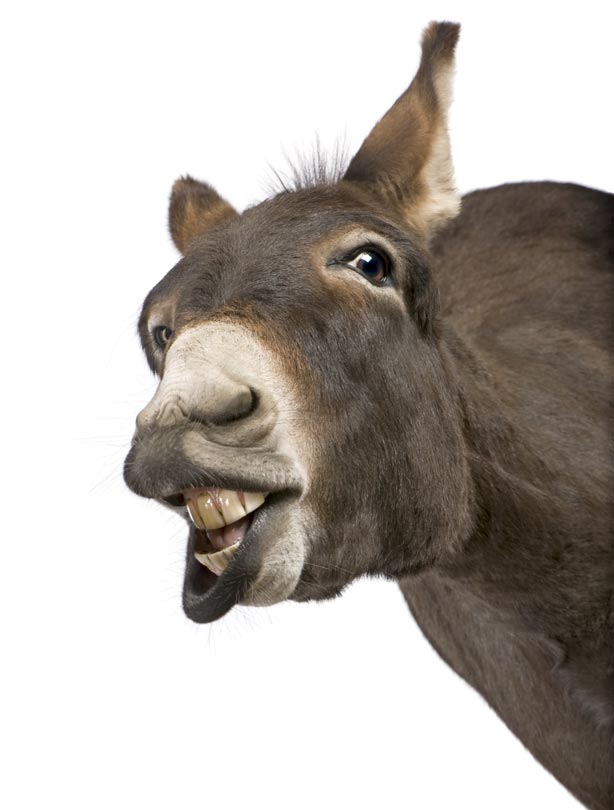 Donkey