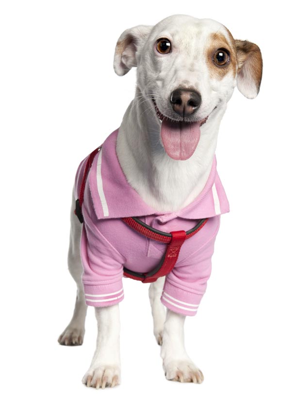 Dog: Jack Russell