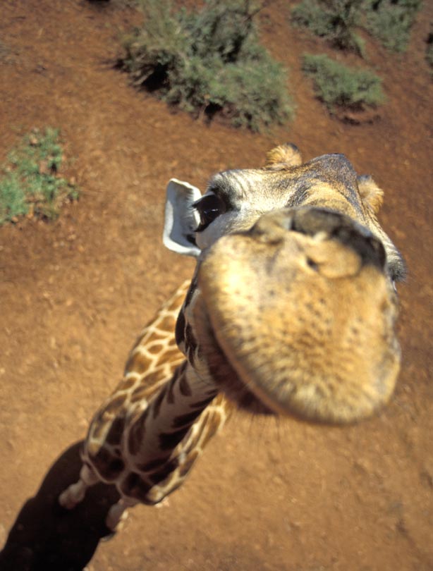Giraffe
