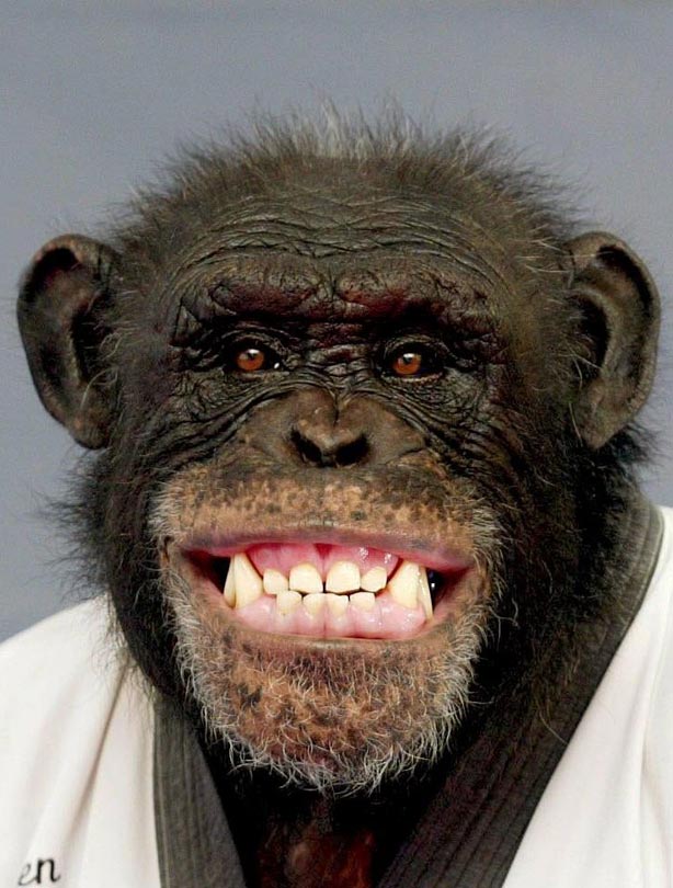 Monkey