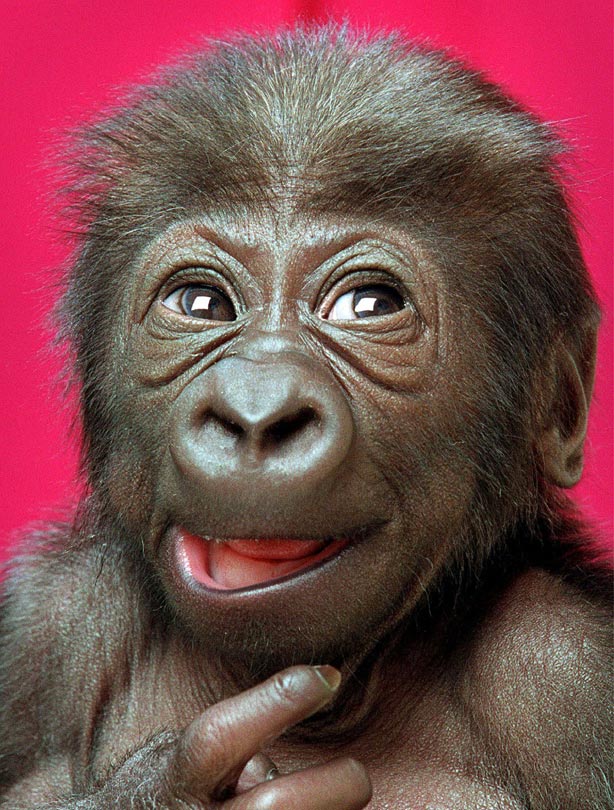 Baby gorilla