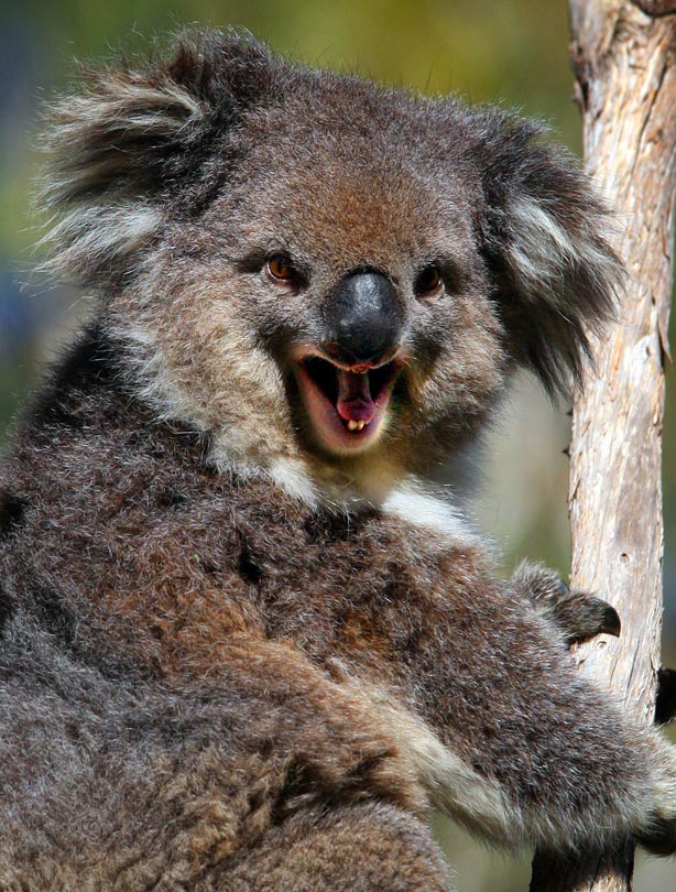 Koala bear
