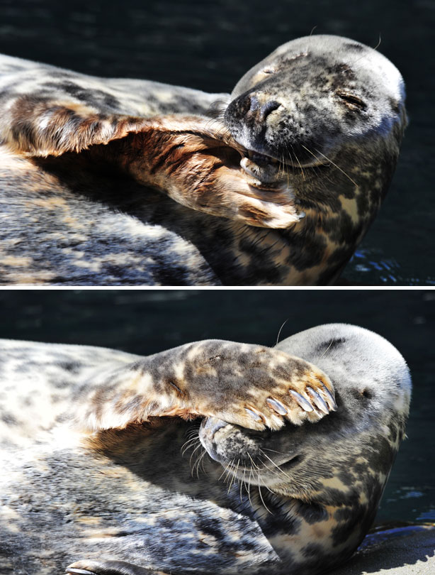 smiling animals