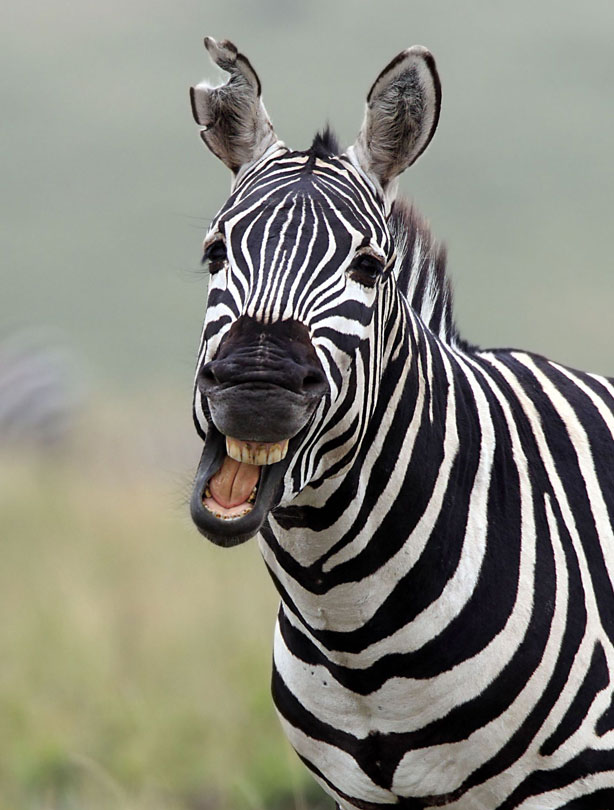 smiling animals